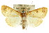  (Orphanostigma sp. ANIC2 - CCDB-15859-E08)  @11 [ ] CreativeCommons - Attribution (2011) ANIC/CBG Photography Group Centre for Biodiversity Genomics