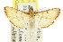  ( - CCDB-15859-F04)  @11 [ ] CreativeCommons - Attribution (2011) ANIC/CBG Photography Group Centre for Biodiversity Genomics