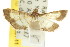  ( - CCDB-15859-F06)  @11 [ ] CreativeCommons - Attribution (2011) ANIC/CBG Photography Group Centre for Biodiversity Genomics