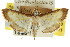  (Cnaphalocrocis sp. ANIC2 - CCDB-15859-F10)  @11 [ ] CreativeCommons - Attribution (2011) ANIC/CBG Photography Group Centre for Biodiversity Genomics
