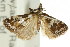 ( - CCDB-15859-G11)  @12 [ ] CreativeCommons - Attribution (2011) ANIC/CBG Photography Group Centre for Biodiversity Genomics