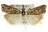  ( - CCDB-15859-H10)  @11 [ ] CreativeCommons - Attribution (2011) ANIC/CBG Photography Group Centre for Biodiversity Genomics