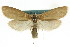  ( - CCDB-15860-B05)  @11 [ ] CreativeCommons - Attribution (2011) ANIC/CBG Photography Group Centre for Biodiversity Genomics