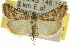  ( - CCDB-15860-D10)  @15 [ ] CreativeCommons - Attribution (2011) ANIC/CBG Photography Group Centre for Biodiversity Genomics