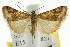  ( - CCDB-15860-D11)  @15 [ ] CreativeCommons - Attribution (2011) ANIC/CBG Photography Group Centre for Biodiversity Genomics