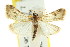  ( - CCDB-15860-E02)  @13 [ ] CreativeCommons - Attribution (2011) ANIC/CBG Photography Group Centre for Biodiversity Genomics