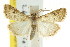  ( - CCDB-15860-E03)  @12 [ ] CreativeCommons - Attribution (2011) ANIC/CBG Photography Group Centre for Biodiversity Genomics