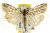  ( - CCDB-15860-E06)  @15 [ ] CreativeCommons - Attribution (2011) ANIC/CBG Photography Group Centre for Biodiversity Genomics