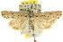 ( - CCDB-15860-E09)  @14 [ ] CreativeCommons - Attribution (2011) ANIC/CBG Photography Group Centre for Biodiversity Genomics