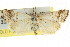  ( - CCDB-15860-G06)  @11 [ ] CreativeCommons - Attribution (2011) ANIC/CBG Photography Group Centre for Biodiversity Genomics