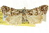  ( - CCDB-15860-G07)  @11 [ ] CreativeCommons - Attribution (2011) ANIC/CBG Photography Group Centre for Biodiversity Genomics