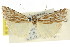 ( - CCDB-15860-G08)  @11 [ ] CreativeCommons - Attribution (2011) ANIC/CBG Photography Group Centre for Biodiversity Genomics