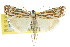  ( - CCDB-15860-G10)  @14 [ ] CreativeCommons - Attribution (2011) ANIC/CBG Photography Group Centre for Biodiversity Genomics
