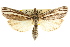  ( - CCDB-15860-H06)  @11 [ ] CreativeCommons - Attribution (2011) ANIC/CBG Photography Group Centre for Biodiversity Genomics