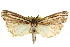  ( - CCDB-15860-H07)  @11 [ ] CreativeCommons - Attribution (2011) ANIC/CBG Photography Group Centre for Biodiversity Genomics