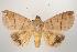  ( - ANIC Gen No. 000534)  @14 [ ] Copyright (2010) Unspecified Australia National Insect Collection