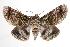  ( - ANIC Gen No. 000538)  @15 [ ] Copyright (2010) Unspecified Australia National Insect Collection