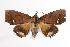 ( - ANIC Gen No. 000543)  @14 [ ] Copyright (2010) Unspecified Australia National Insect Collection