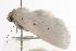  ( - ANIC Gen No. 000550)  @13 [ ] Copyright (2010) Unspecified Australia National Insect Collection