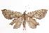  ( - ANIC Gen No. 000558)  @14 [ ] Copyright (2010) Unspecified Australia National Insect Collection