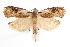  ( - ANIC Gen No. 000559)  @15 [ ] Copyright (2010) Unspecified Australia National Insect Collection