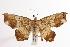  ( - ANIC Gen No. 000560)  @14 [ ] Copyright (2010) Unspecified Australia National Insect Collection