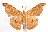  ( - ANIC Gen No. 000578)  @14 [ ] Copyright (2010) Unspecified Australia National Insect Collection
