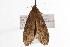  ( - ANIC Gen No. 000585)  @13 [ ] Copyright (2010) Unspecified Australia National Insect Collection