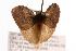 ( - ANIC Gen No. 000599)  @12 [ ] Copyright (2010) Unspecified Australia National Insect Collection