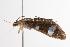  ( - ANIC Gen No. 000610)  @13 [ ] Copyright (2010) Unspecified Australia National Insect Collection