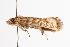  ( - ANIC Gen No. 000616)  @13 [ ] Copyright (2010) Unspecified Australia National Insect Collection