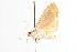 ( - ANIC Gen No. 000617)  @13 [ ] Copyright (2010) Unspecified Australia National Insect Collection