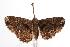  ( - ANIC Gen No. 000633)  @13 [ ] Copyright (2010) Unspecified Australia National Insect Collection