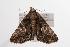  ( - ANIC Gen No. 000635)  @13 [ ] Copyright (2010) Unspecified Australia National Insect Collection