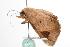  ( - ANIC Gen No. 000644)  @13 [ ] Copyright (2010) Unspecified Australia National Insect Collection