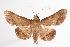 (Hypospila dochmotoma - ANIC Gen No. 000650)  @14 [ ] Copyright (2010) Unspecified Australia National Insect Collection