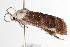  ( - ANIC Gen No. 000653)  @13 [ ] Copyright (2010) Unspecified Australia National Insect Collection