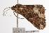  ( - ANIC Gen No. 000660)  @13 [ ] Copyright (2010) Unspecified Australia National Insect Collection