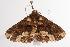  ( - ANIC Gen No. 000664)  @13 [ ] Copyright (2010) Unspecified Australia National Insect Collection