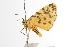  ( - ANIC Gen No. 000665)  @13 [ ] Copyright (2010) Unspecified Australia National Insect Collection