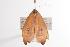  ( - ANIC Gen No. 000682)  @13 [ ] Copyright (2010) Unspecified Australia National Insect Collection