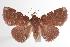  ( - ANIC Gen No. 000687)  @14 [ ] Copyright (2010) Unspecified Australia National Insect Collection