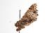  ( - ANIC Gen No. 000692)  @13 [ ] Copyright (2010) Unspecified Australia National Insect Collection