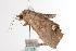  ( - ANIC Gen No. 000693)  @13 [ ] Copyright (2010) Unspecified Australia National Insect Collection