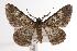  (Cleora sp. ANIC1 - ANIC Gen No. 000695)  @14 [ ] Copyright (2010) Unspecified Australia National Insect Collection