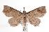  (Tamba cyrtogramma - ANIC Gen No. 000701)  @14 [ ] Copyright (2010) Unspecified Australia National Insect Collection