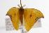  ( - ANIC Gen No. 000703)  @13 [ ] Copyright (2010) Unspecified Australia National Insect Collection