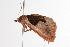  ( - ANIC Gen No. 000720)  @12 [ ] Copyright (2010) Unspecified Australia National Insect Collection