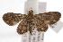  ( - ANIC Gen No. 000739)  @14 [ ] Copyright (2010) Unspecified Australia National Insect Collection