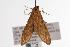  ( - ANIC Gen No. 000742)  @13 [ ] Copyright (2010) Unspecified Australia National Insect Collection
